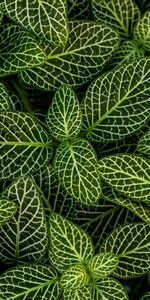 Nature,Plant,Striped,Leaves,Form