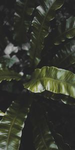 Planter,Feuilles,Nature,Plante,Sombre,Tropical