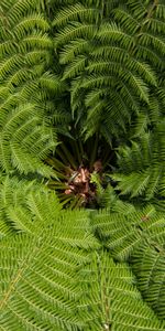 Nature,Plant,Vegetation,Common Ostrich,Ostrich Ordinary,Carved,Leaves,Fern