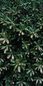 Nature,Plant,Vegetation,Flowers,Leaves