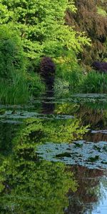 Nature,Plant,Vegetation,Pond,Water Lilies,Factory