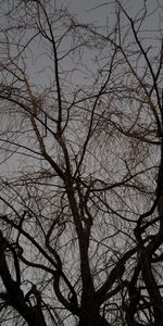 Nature,Plant,Wood,Tree,Branches,Dark