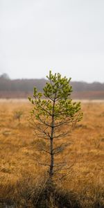 Nature,Plant,Wood,Tree,Pine