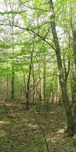 Plantas,Paisaje,Árboles,Naturaleza