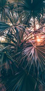 Nature,Rays,Beams,Branches,Sunlight,Palms,Leaves