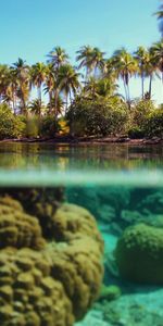 Arrecifes,Azur,Naturaleza,Palms,Submarino,Isla,Bajo El Agua,Celeste,Coral