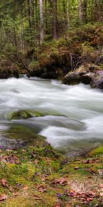 Nature,Rivers,Forest,Flow