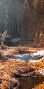 Nature,Herbe,Forêt,Ruisseau,Rivières