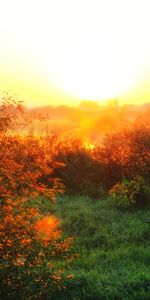 Nature,Rivers,Grass,Fog,Morning,Sunlight,Dawn