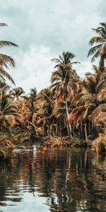 Naturaleza,Ríos,Palms,Zona Tropical,Trópico,Paisaje