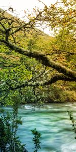 Nature,Rivers,Mountain,Shore,Bank,Wood,Tree,Branch,Flow,Moss,Stream,Thickets,Thicket,Growths