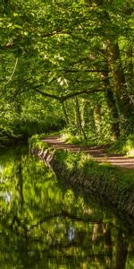 Bosque,Devónico Occidental,Devon Occidental,Inglaterra,Naturaleza,Ríos,Camino