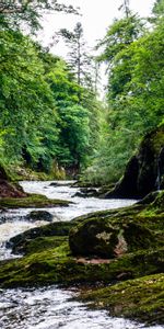 Nature,Mousse,Un Rocher,Forêt,Rivières,Pierre,Ruisseau