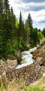 Nature,Rivers,Stones,Forest,Flow,Spruce,Fir,Stream