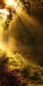 Nature,Rivers,Sun,Shine,Light,Wood,Rays,Beams,Tree,Branches,Branch,Morning,Glow