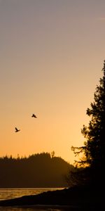 Nature,Rivers,Sunset,Bird,Forest