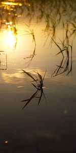 Nature,Rivers,Swamp,Lake,Grass