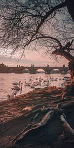 Nature,Rivers,Swans,Branches,Bridge