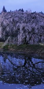 Nature,Rivers,Tree,Wood,Flowers,Bloom,Flowering