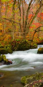 Naturaleza,Ríos,Árboles,Otoño,Hojas,Flujo,Corriente