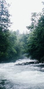 Nature,Arbres,Couler,Rivières