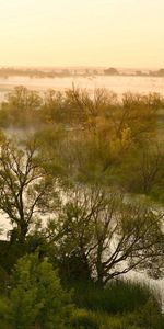 Nature,Brouillard,Rivières,Arbres,Plaine