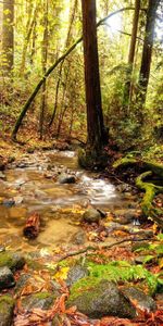 Nature,Rivers,Trees,Forest,Branches,Vegetation,Land,Brook,Creek,Source,Stones,Earth,Spring