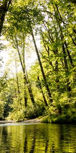 Nature,Feuillage,Forêt,Arbres,Rivières