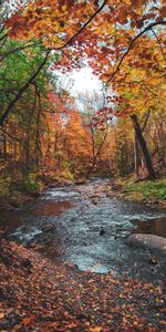 Feuilles,Nature,Rivières,Arbres,Automne