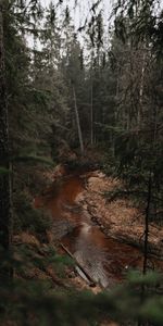 Nature,Rivers,Trees,Pine,Forest