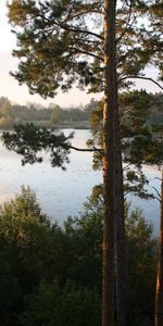 Nature,Rivers,Trees,Pine,Slope