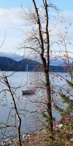 Nature,Rivers,Trees,Sailfish,Sailboat