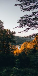 Nature,Rivers,Trees,Shore,Bank,Forest,Landscape