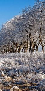 Nature,Rivers,Trees,Shore,Bank,Frost,Hoarfrost,Row