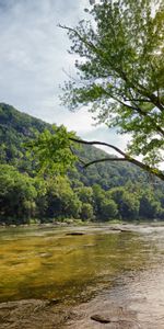 Nature,Rivers,Trees,Shore,Bank,Landscape