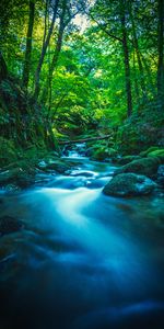 Nature,Rivers,Trees,Stones,Branches,Moss,Forest