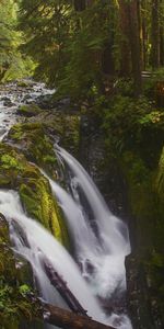 Nature,Rivers,Waterfall,Forest,Break,Precipice,Flow,Moss,Stream,Fencing,Leaves,Greens,Enclosure