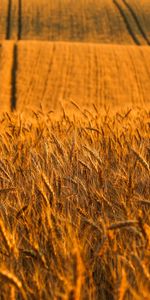 Route,Oreilles,Dahl,Distance,Chaussures À Pointes,Domaine,Champ,Nature