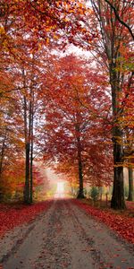 Nature,Road,Fallen,Trees,Foliage,Autumn