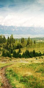 Naturaleza,Árboles,Camino,Campo,Paisaje