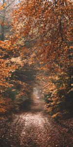 Forêt,Route,Nature,Automne