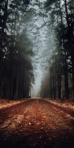 Nature,Road,Forest,Fog