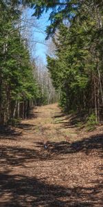 Route,Nature,Forêt,Paysage