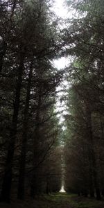 Nature,Road,Forest,Path,Gloomily,Gloomy