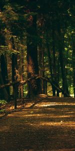 Forêt,Enclos,Montée,Lever,Nature,Route,Escrime,Piste,Chemin