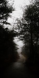 Tristement,Route,Forêt,Nature,Sombre