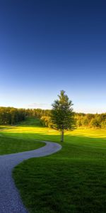 Nature,Road,Tree,Bends,Turns,Wood,Meadow