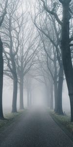 Nature,Road,Trees,Fog