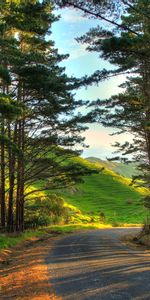 Nature,Road,Turn,Oakland,Auckland,Outskirts,Forest,New Zealand