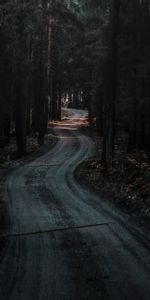 Nature,Road,Winding,Sinuous,Forest,Dark